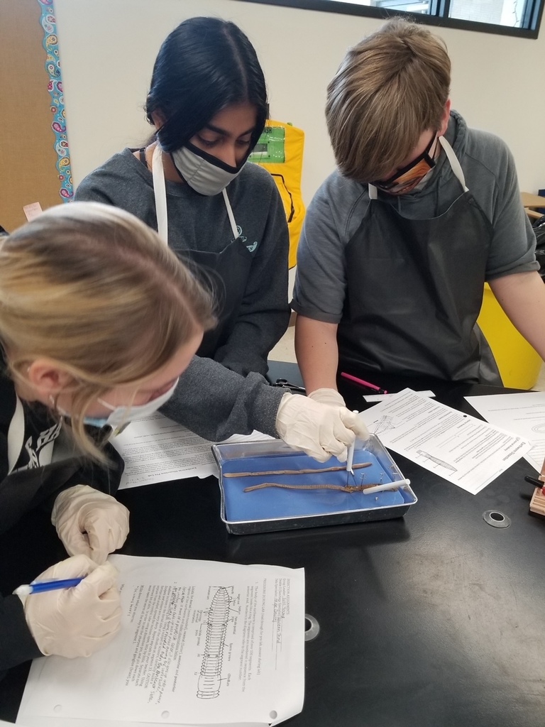 Worm Dissection