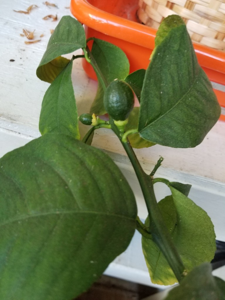 Lemon Tree