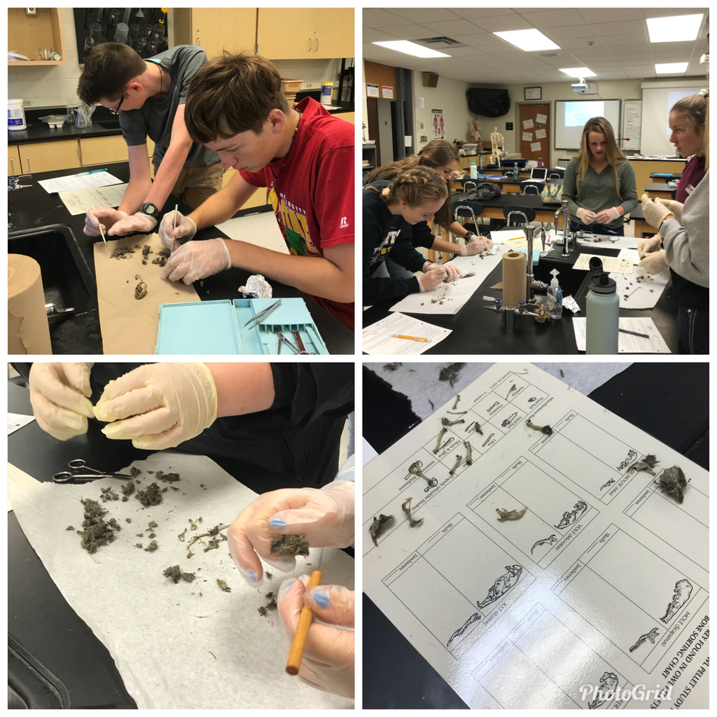 Anatomy students hard at work dissecting owl pellets.