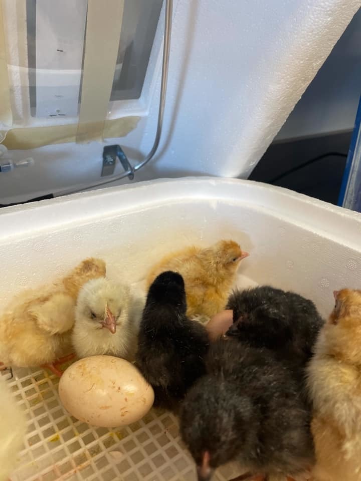 chicks