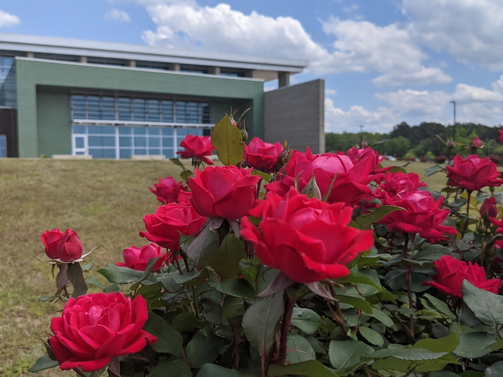Roses at CTC
