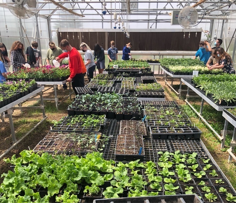 greenhouse plants