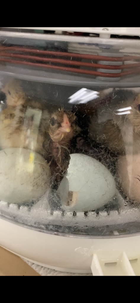 Our chicks are hatching!