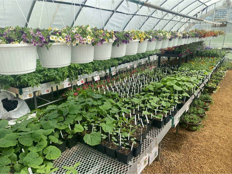 vegetables 