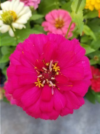 hot pink zinnia flower