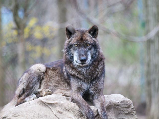 gray wolf