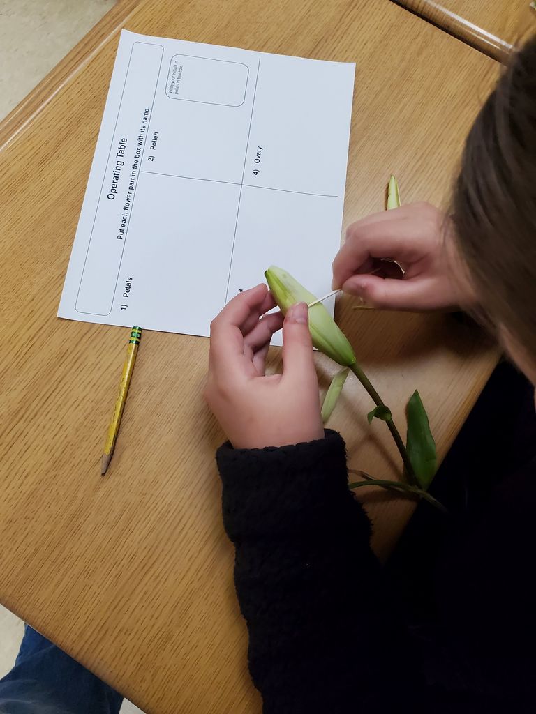 Plant Dissection