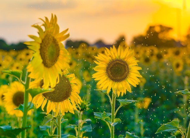 Sunflower Summer