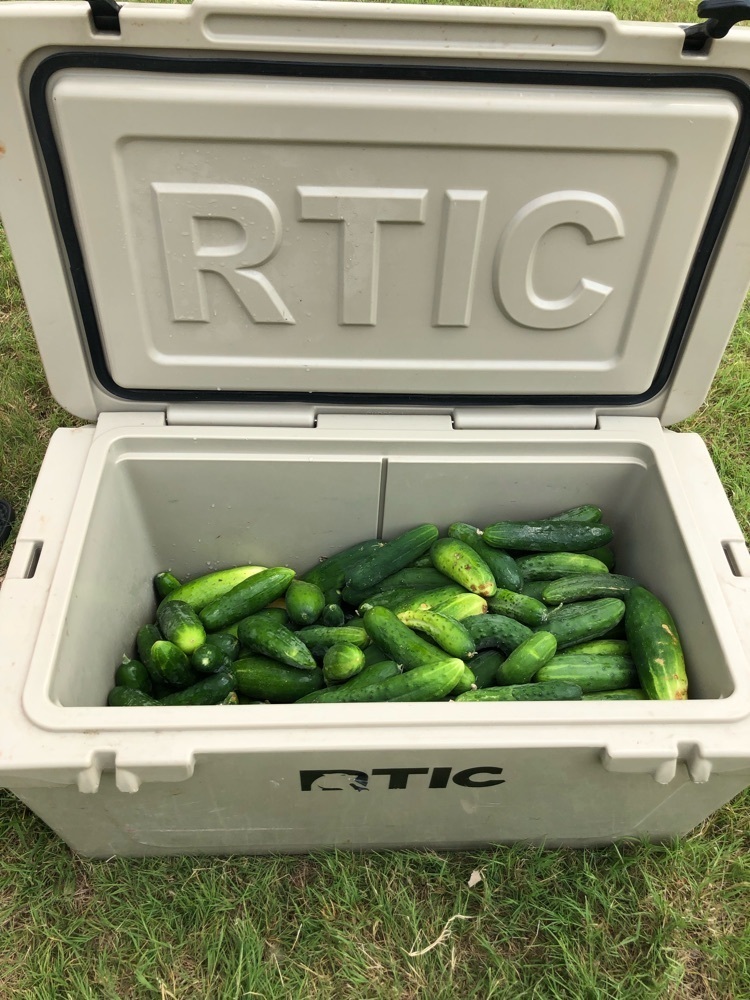 cucumbers