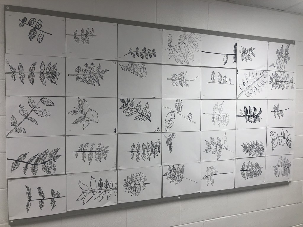 Leaf Drawings