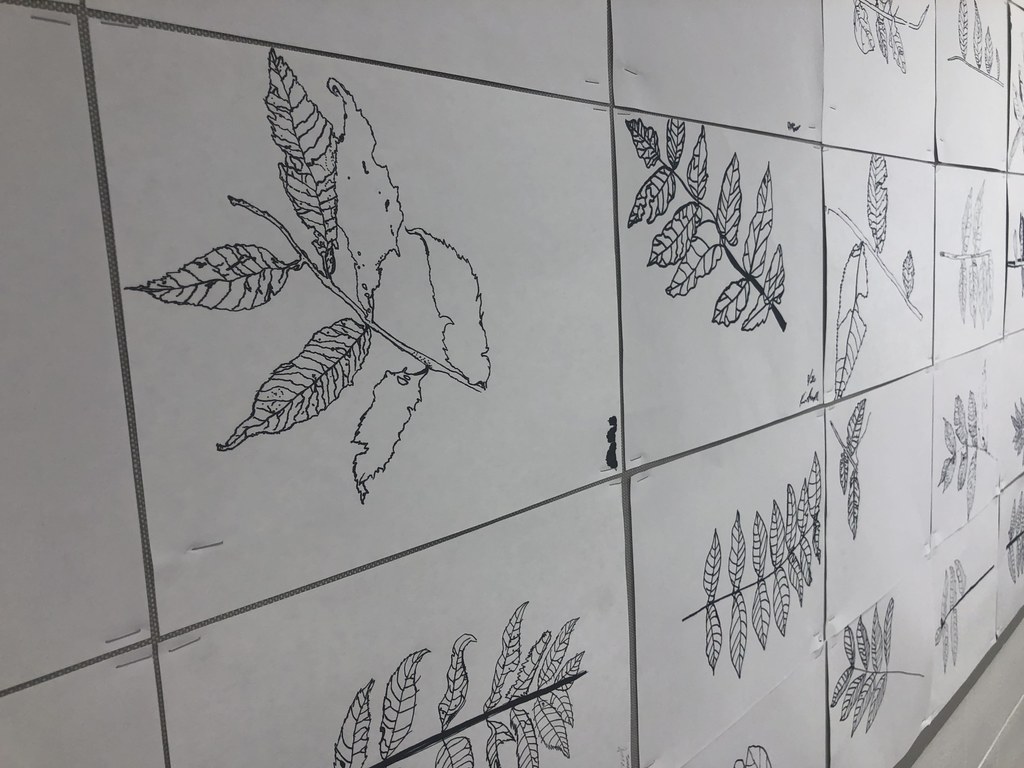 leaf angle