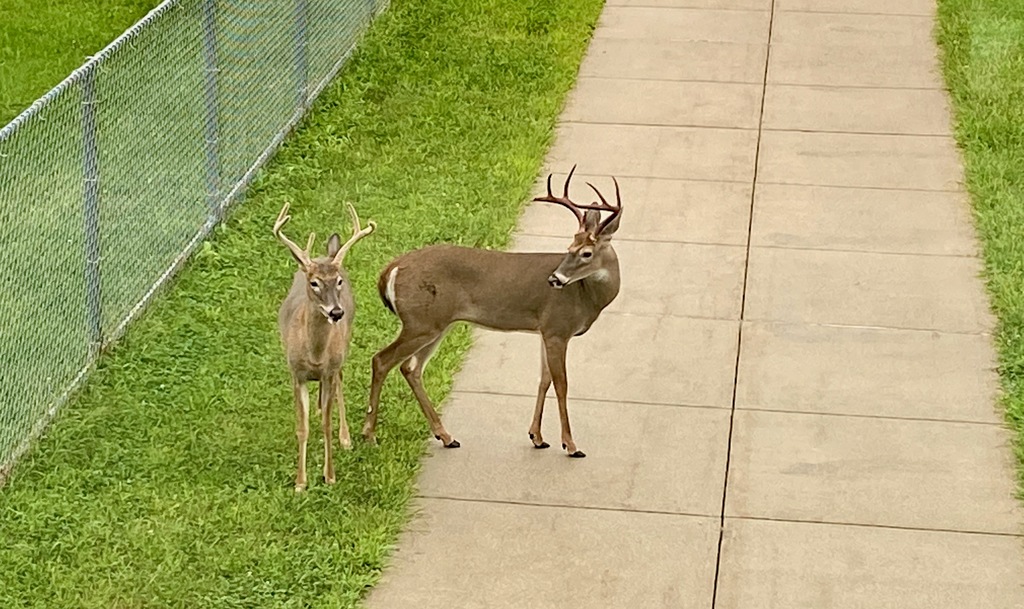 Deer at SHS
