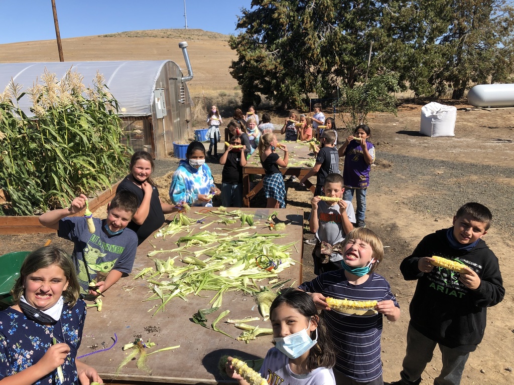 Enjoying some fresh corn!