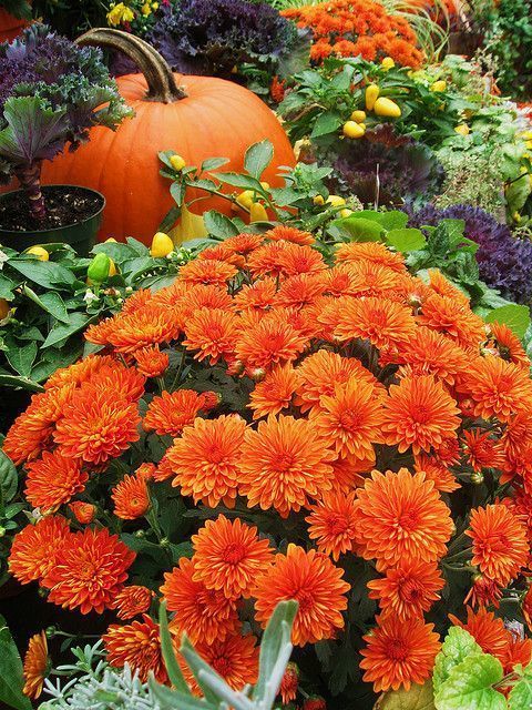 fall mums