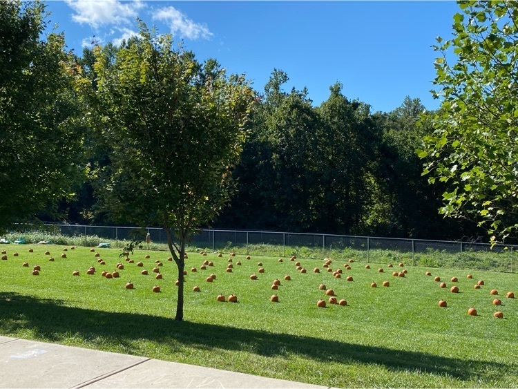 Pumpkin Patch