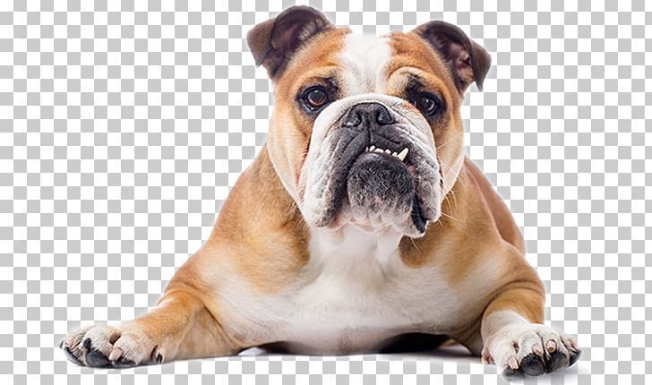Bulldog