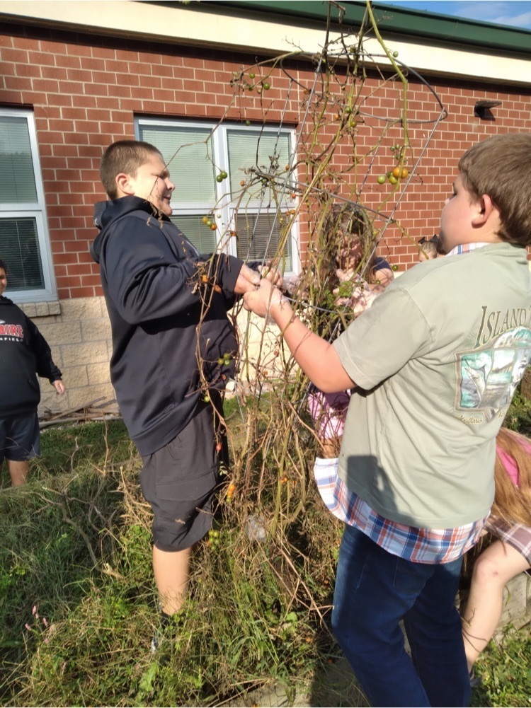 Removing the tomato cages