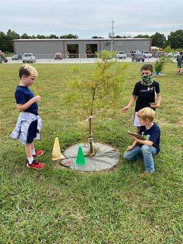 Learning about trees