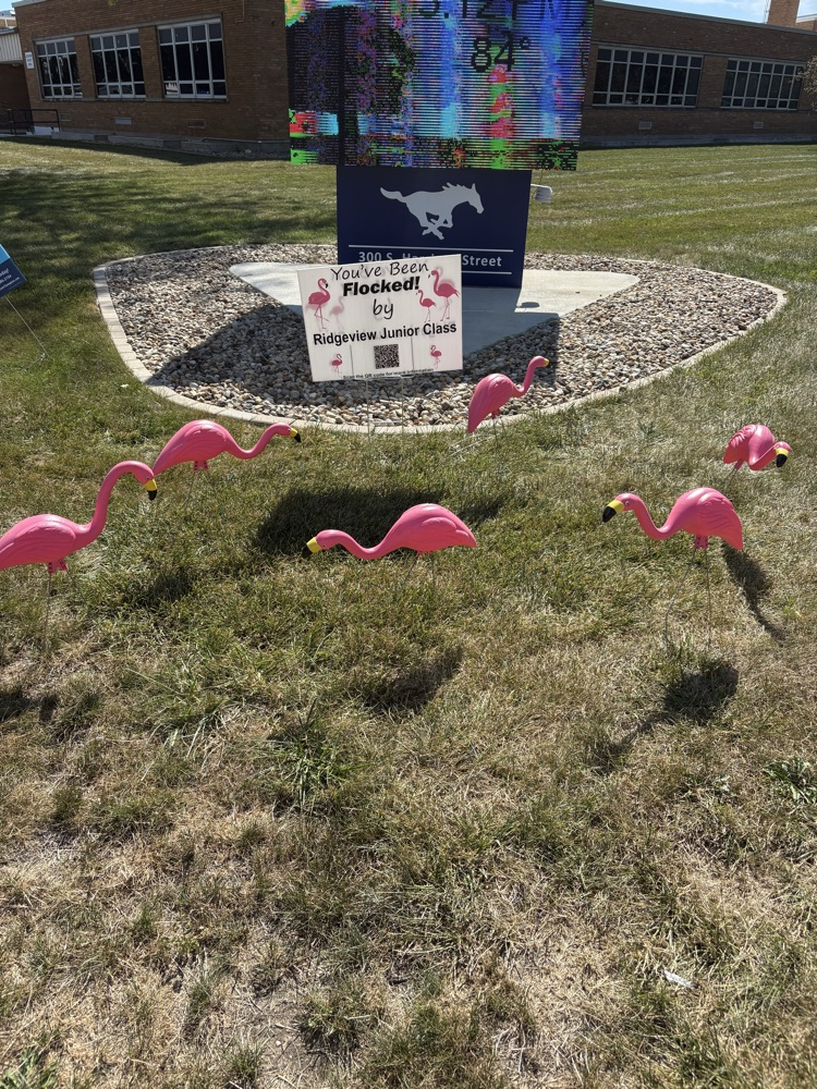 flamingo