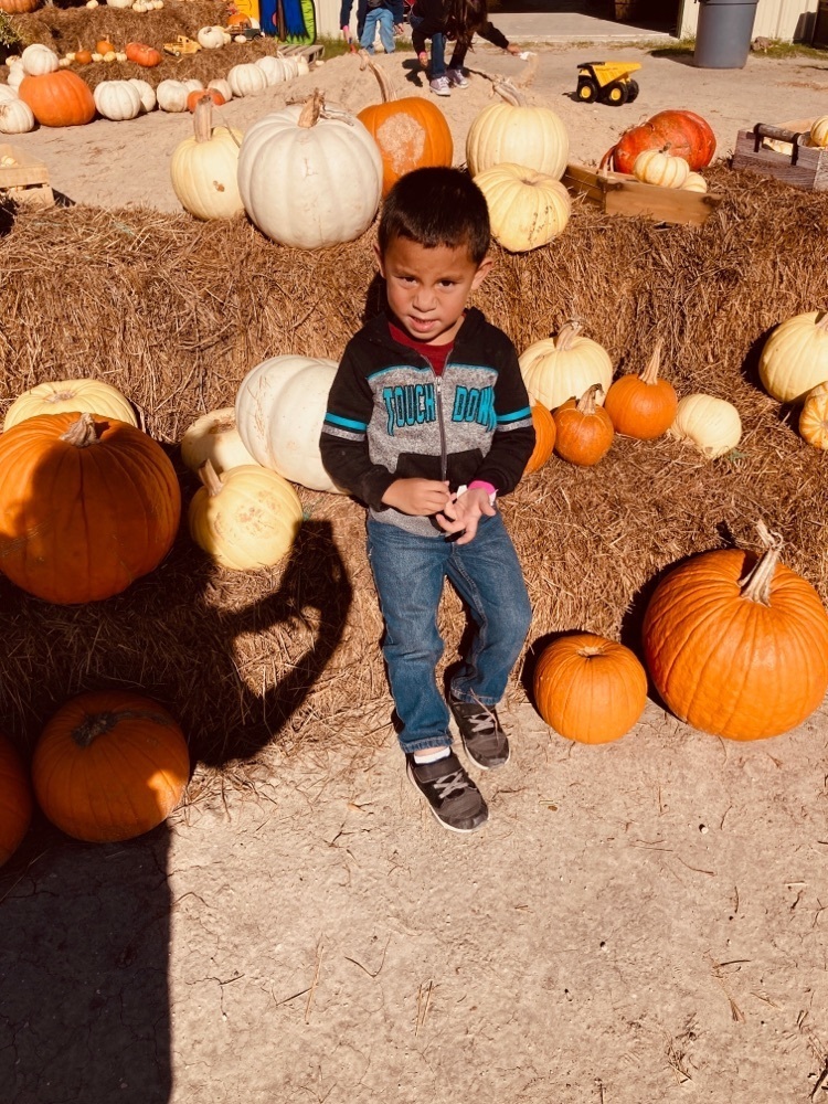Cheese
