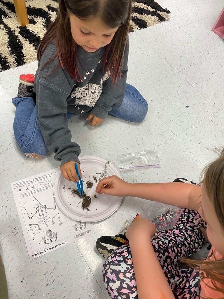 dissecting owl pellets