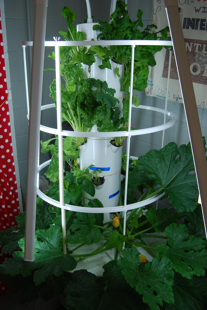 Most of the Lettuce and Chard had been cut already but the larger plants on the bottom are going strong.  