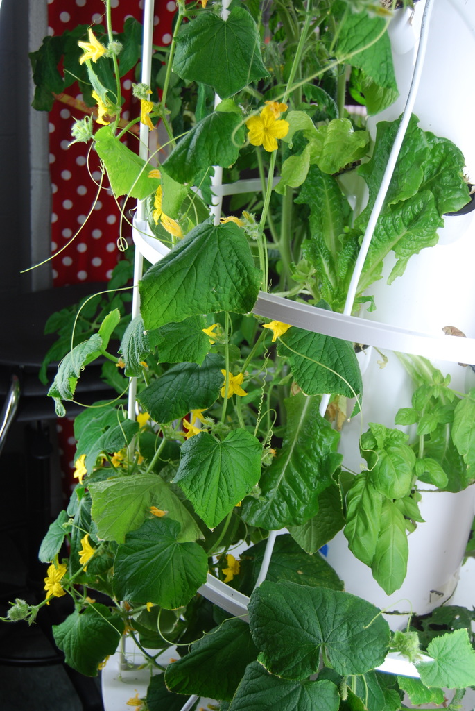 Lots of flowers ready to sprout into fresh veggies 