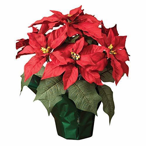 red poinsettia