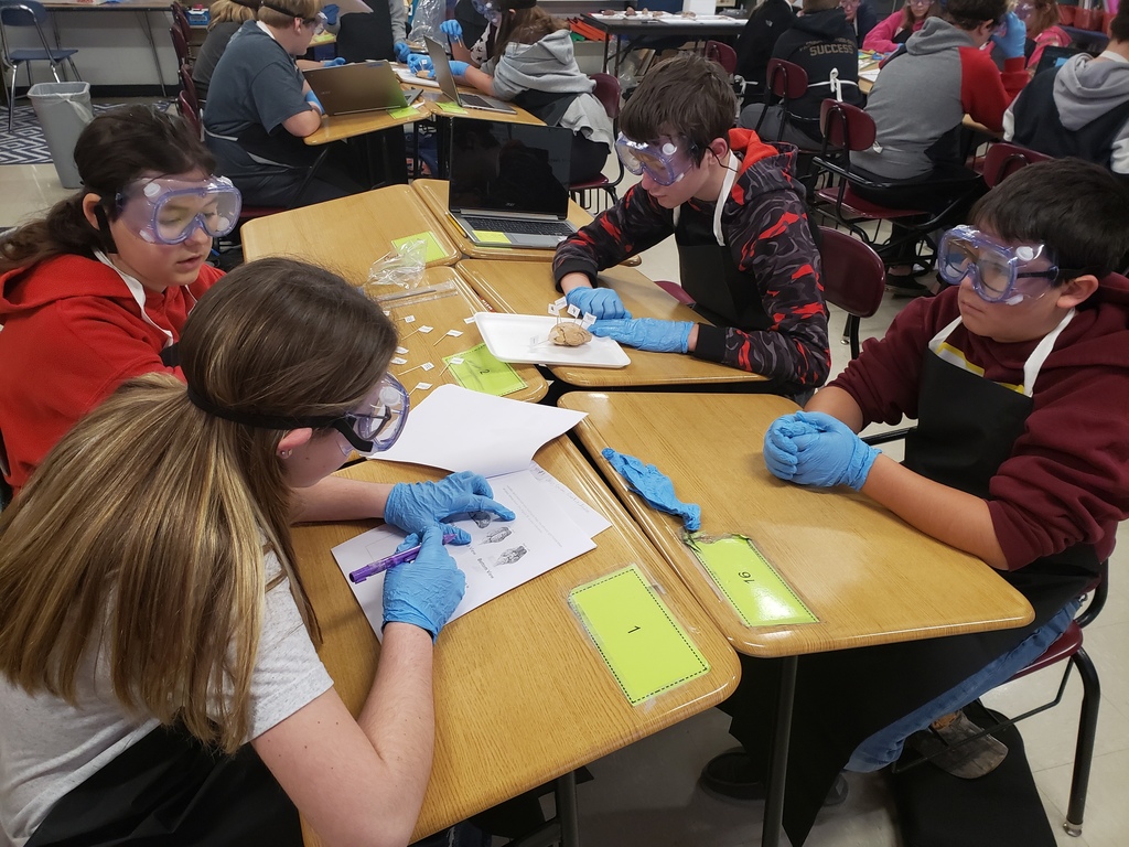 DCMS students dissecting sheep brain.