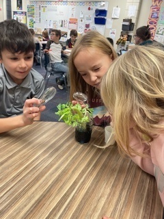 students looking at a plant with magnifying glasses