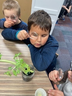 students looking through a magnifying glass at celery