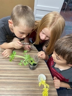 students zoomed into a celery stock