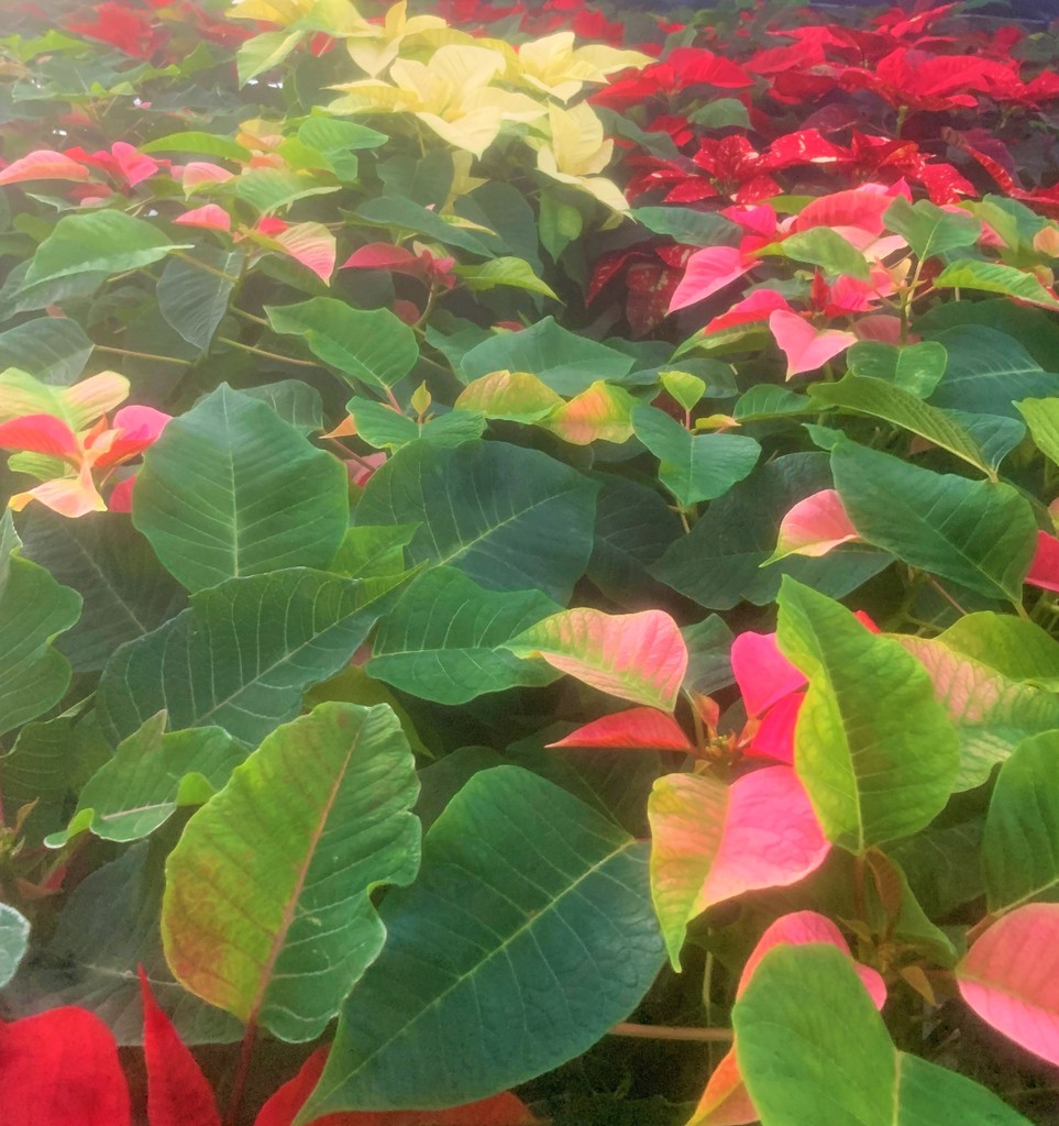 Poinsettias Multi