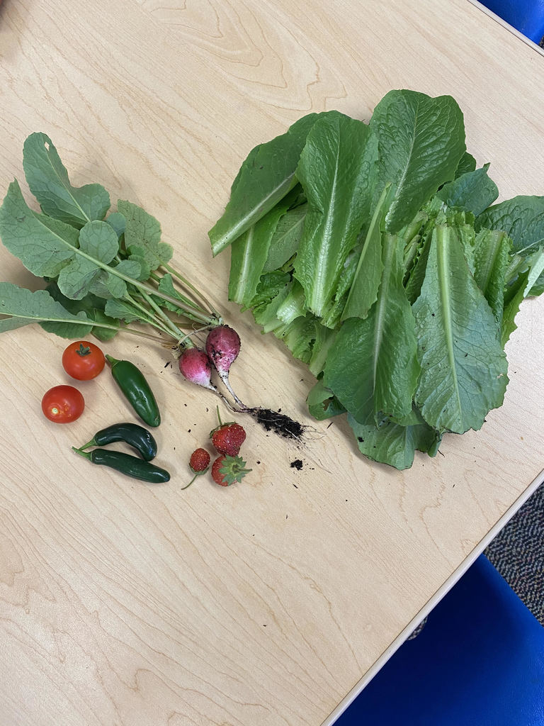 first harvest