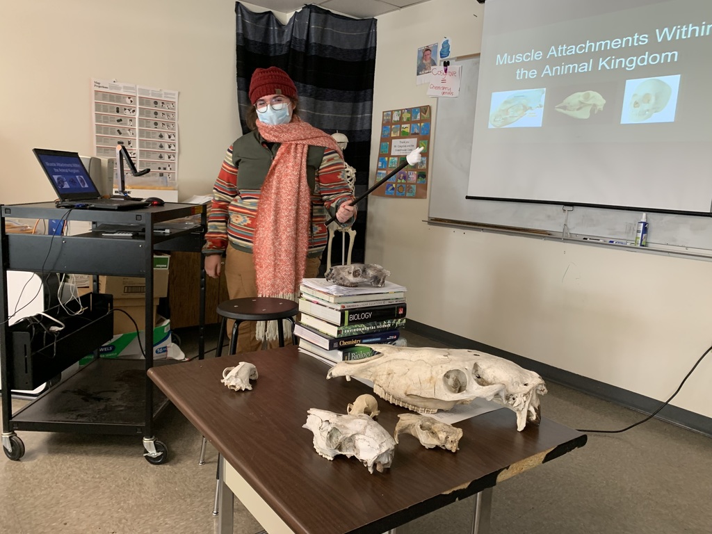 Skulls: Form Fits Function