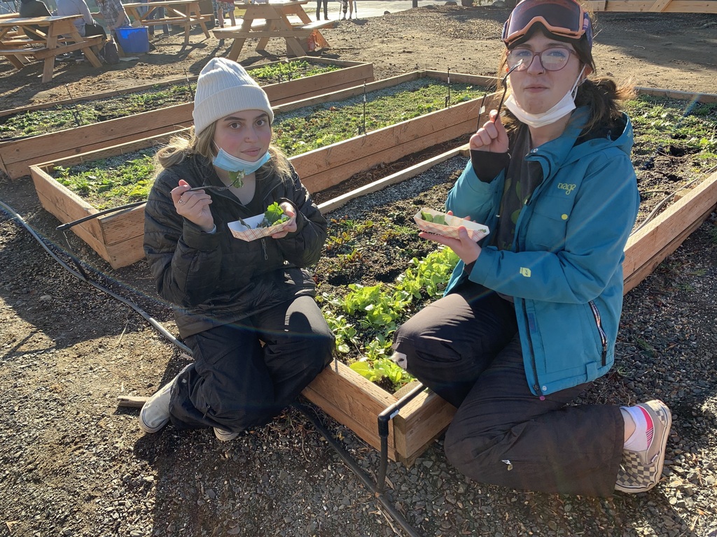Harvesting the fall garden