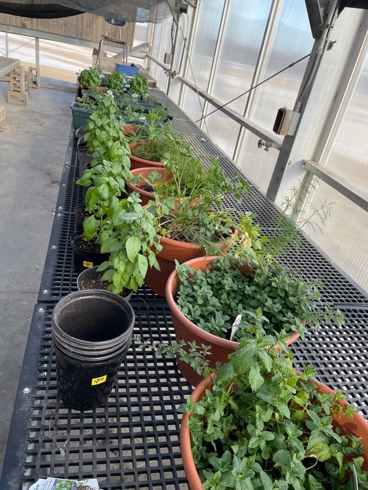 culinary herbs