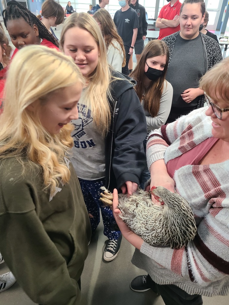 students looking at a chicken