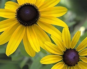 Black Eye Susan