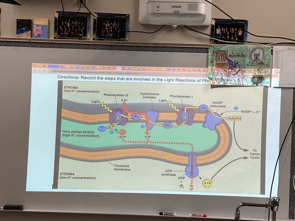 Biology Modeling Activity