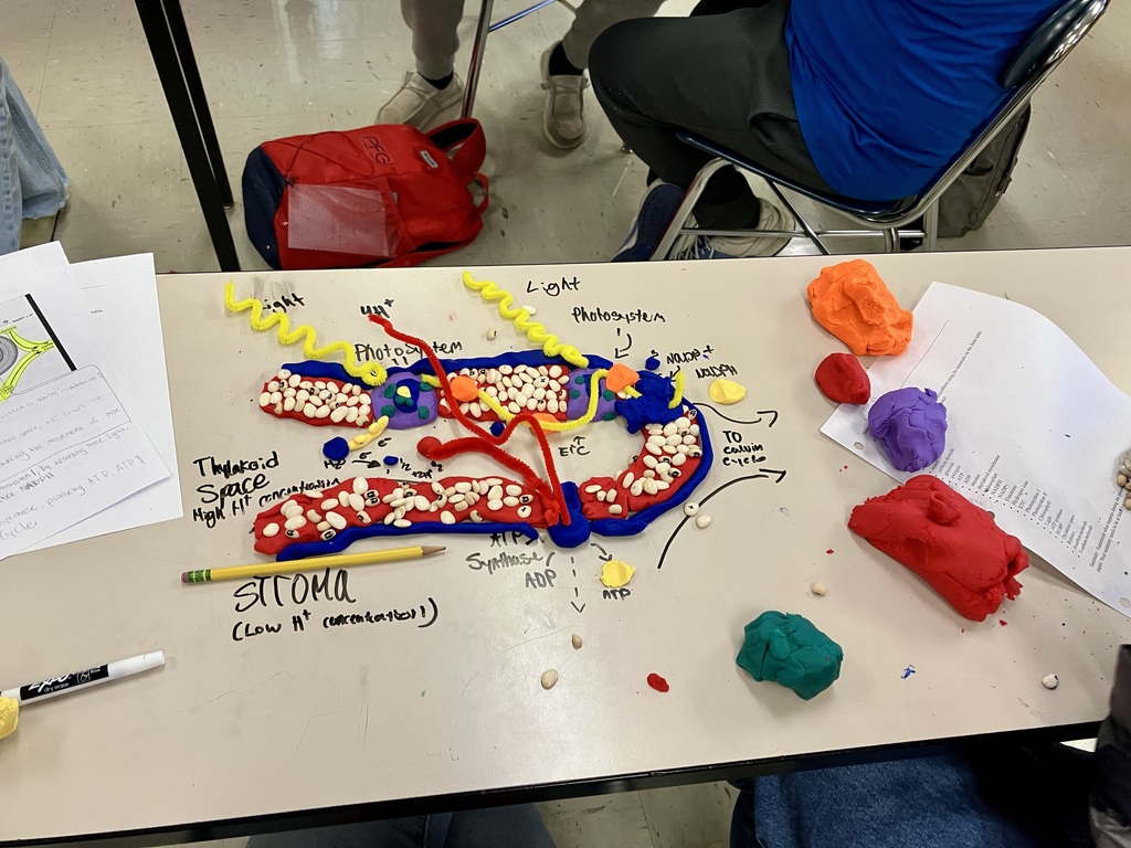 Biology Modeling Activity