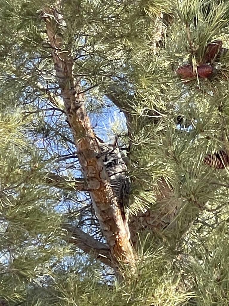 Horned Owl came by to visit this Friday morning. Students and teachers ventured out to say hello.   