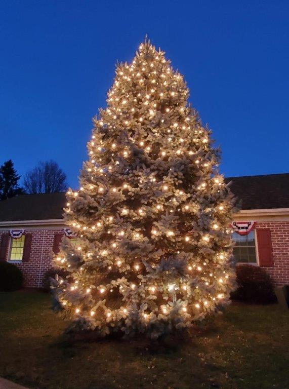 large pine tree with white Christmas lights