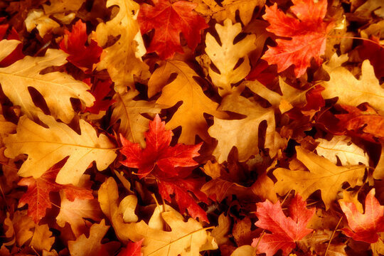 fall leaf pile