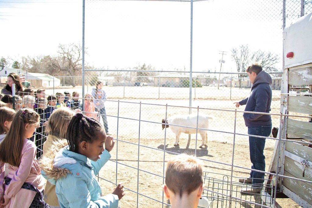 Grade School students learn about goats from a high school FFA student..