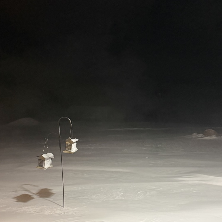 bird feeders in blowing snow
