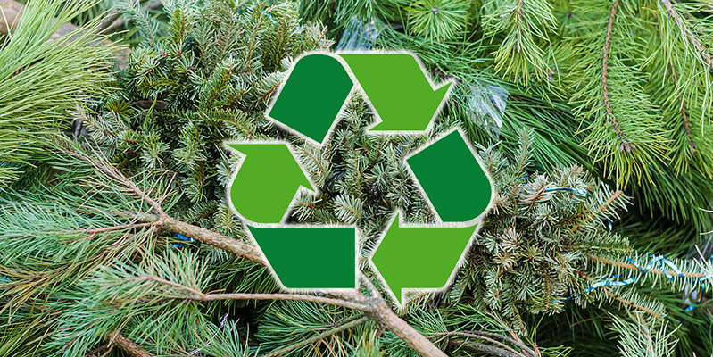 pine tree with a recycling symbol
