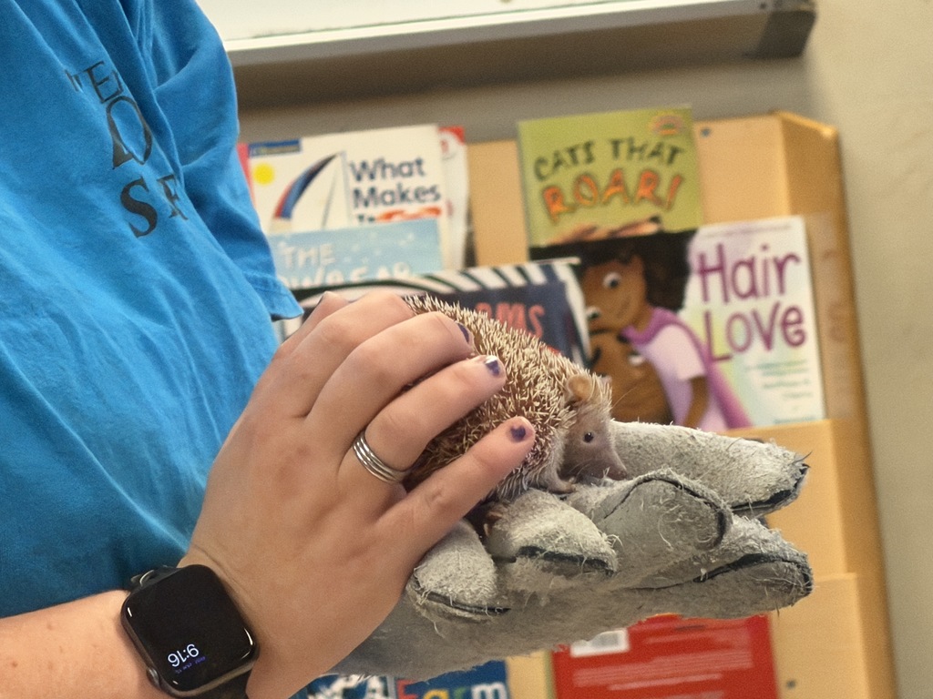 Small hedgehog on a glove being pet.
