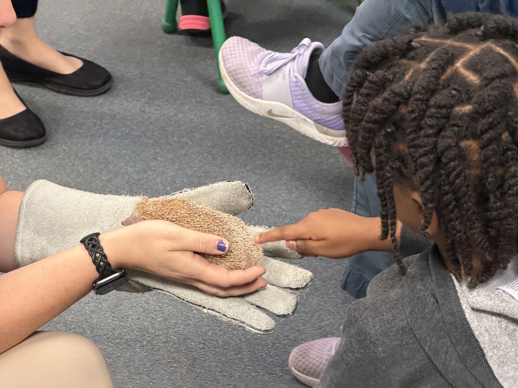Young girl petting a hedgehog.