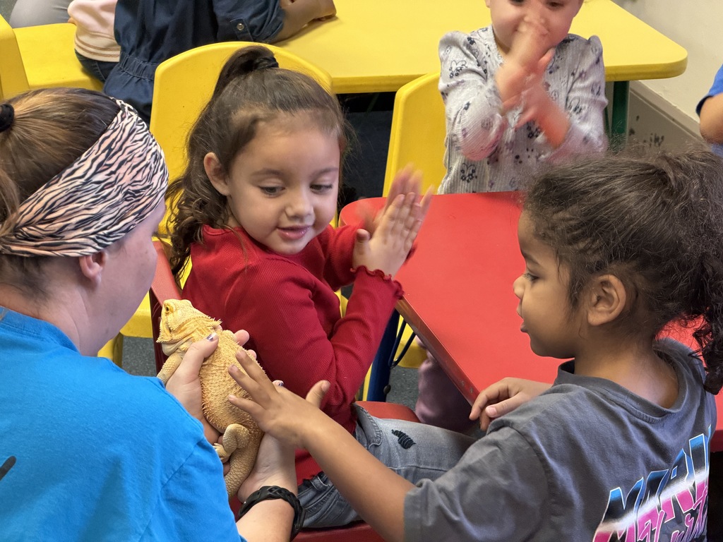 Young child petting a bearded dragon.